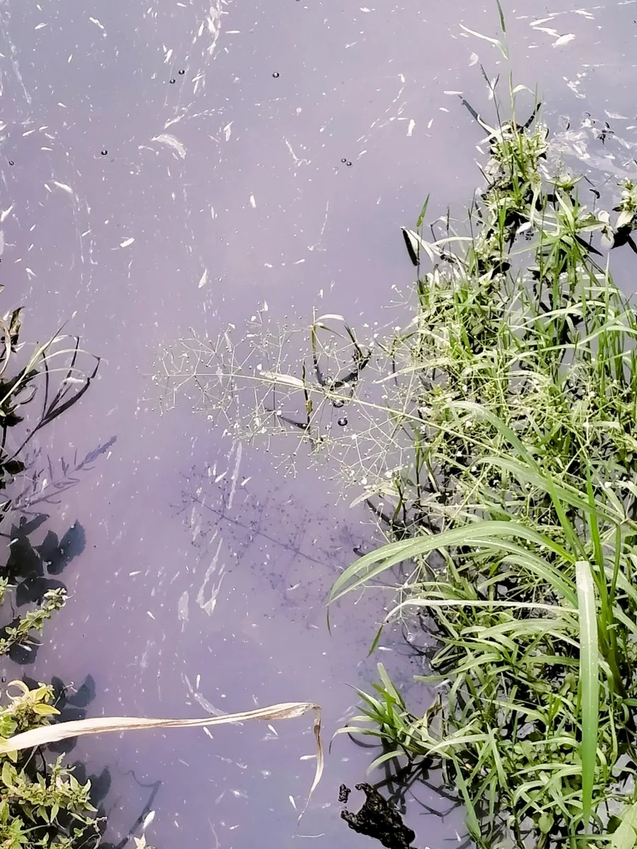 Dettaglio dell’acqua opaca con tonalità grigio violacea