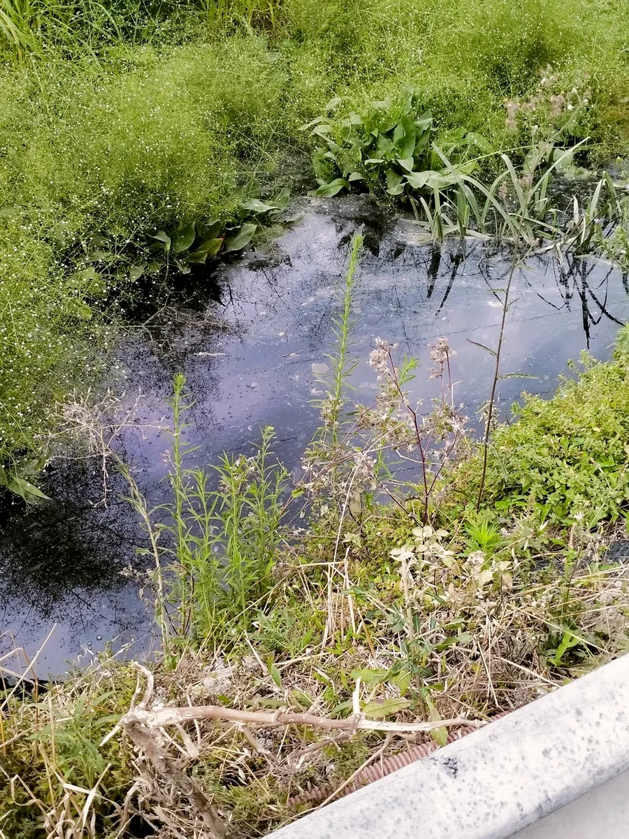 Canale laterale con acqua scura e vegetazione fitta