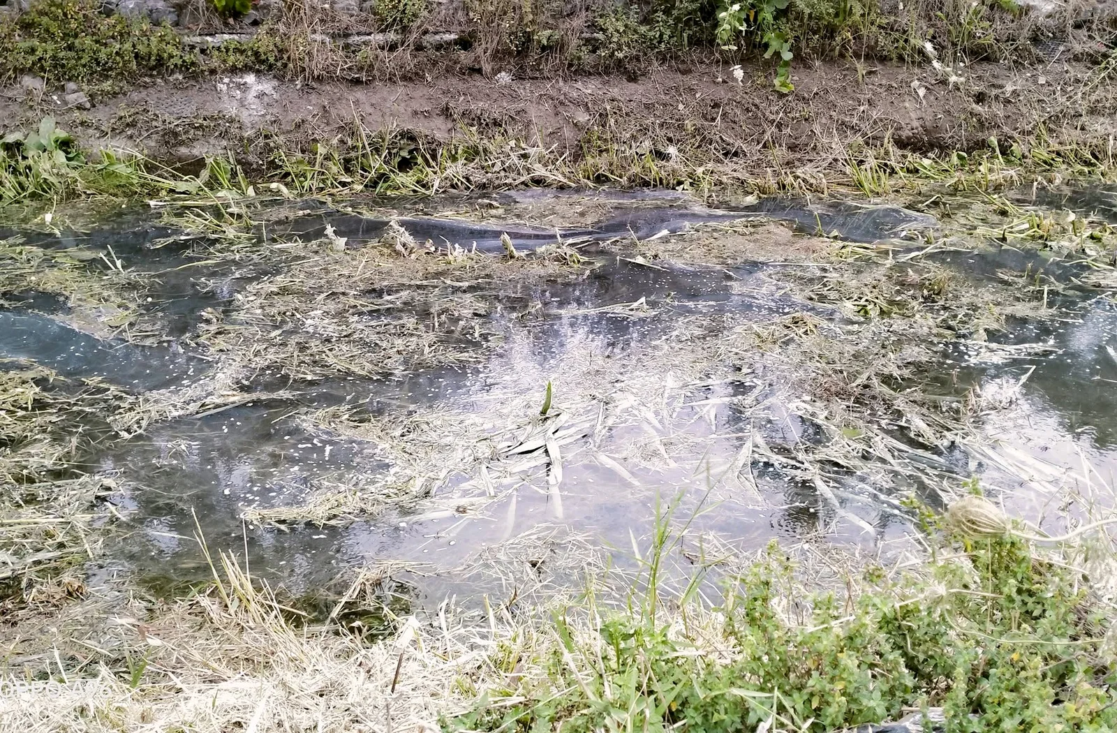 Fosso Imperatore in via Sanguette con acqua scura e vegetazione nell’alveo