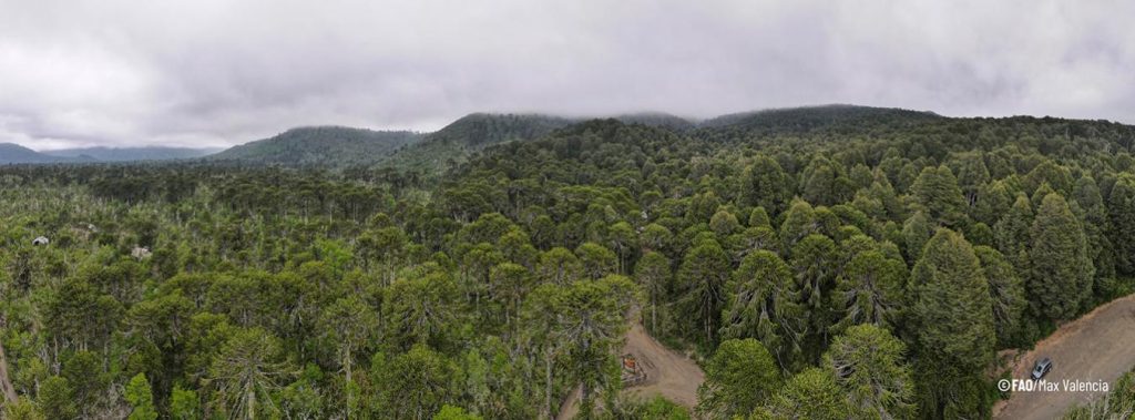 +Forests è uno dei più grandi progetti FAO di gestione delle foreste sui cambiamenti climatici. Grazie ad esso, paesi come il Cile gestiranno e ripristineranno più di 25mila ettari di foresta nativa in sei regioni entro un periodo di 6 anni. FAO/Max Valencia